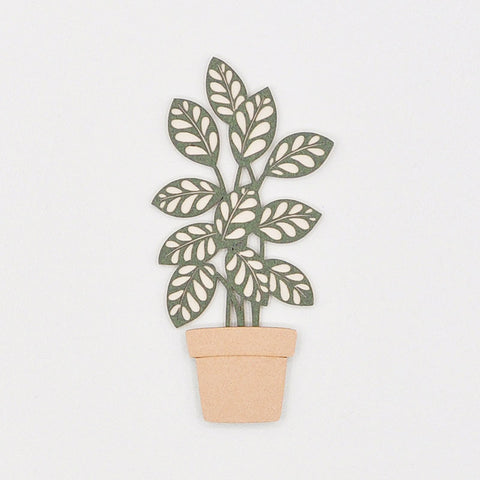Vaso Calathea